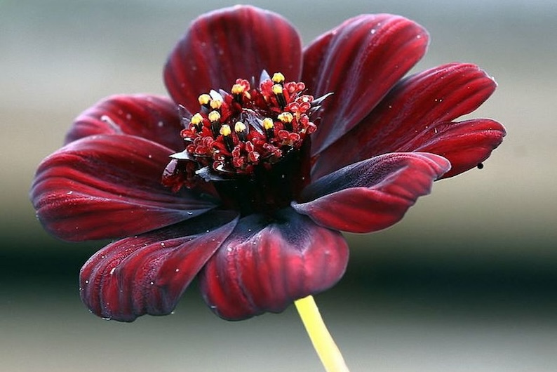 Docente chiapaneco rescata flor considerada extinta – Es Diario Popular